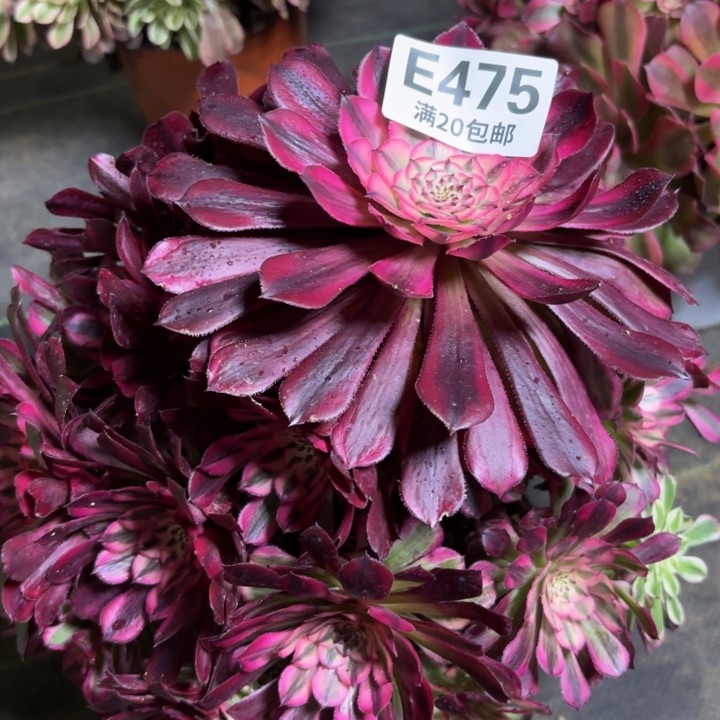 瑞妈一物一拍475