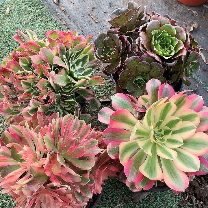 122四颗多肉植物