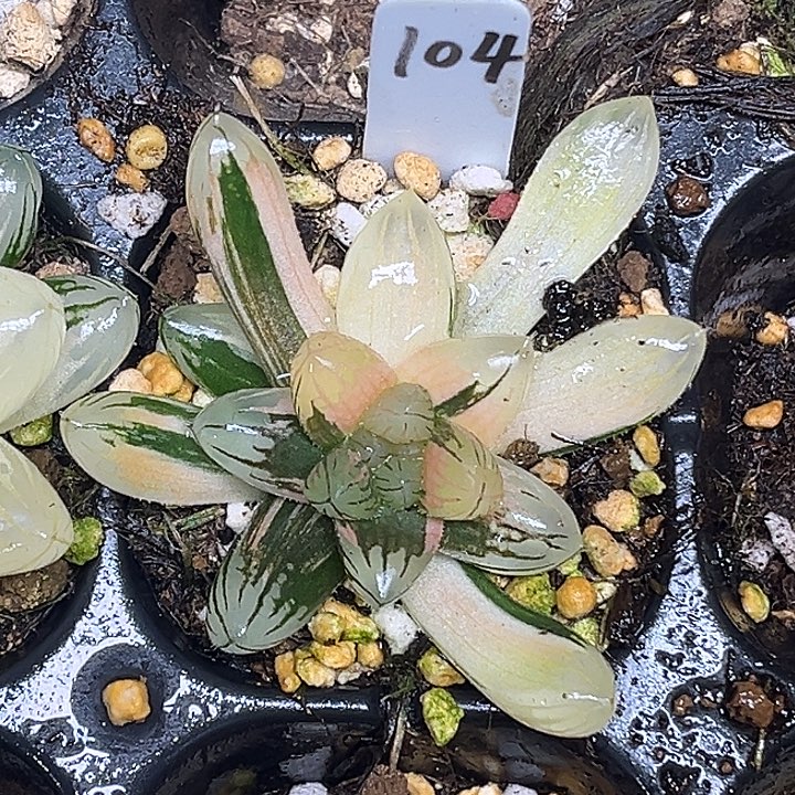 104龙爪玉露锦脱土发货