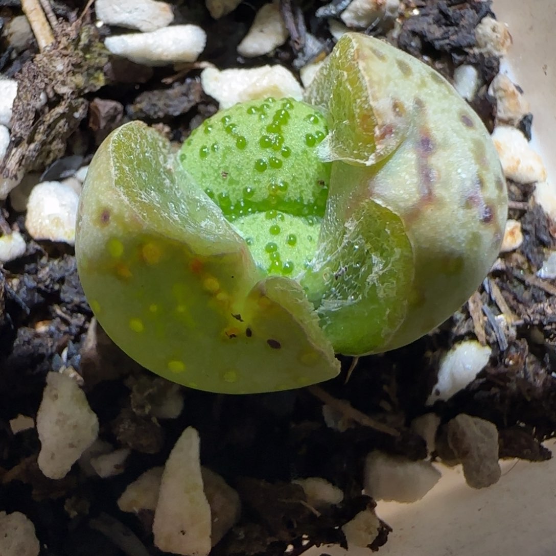 肉锥多肉植物百科2-火龙果安贞1760