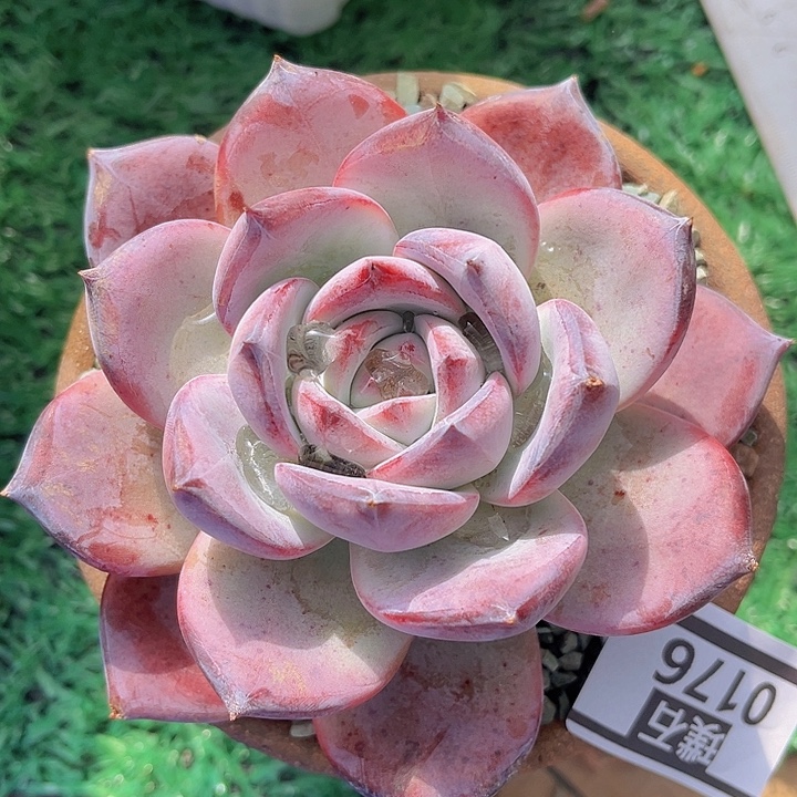 黑卡0176多肉植物