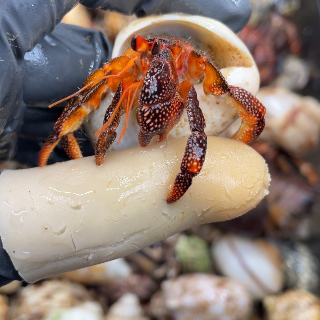 不退不换活体宠物105