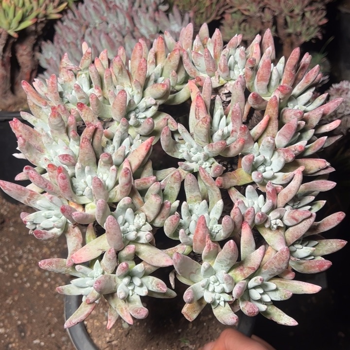 028文森特哈哈哈哈哈哈哈哈哈