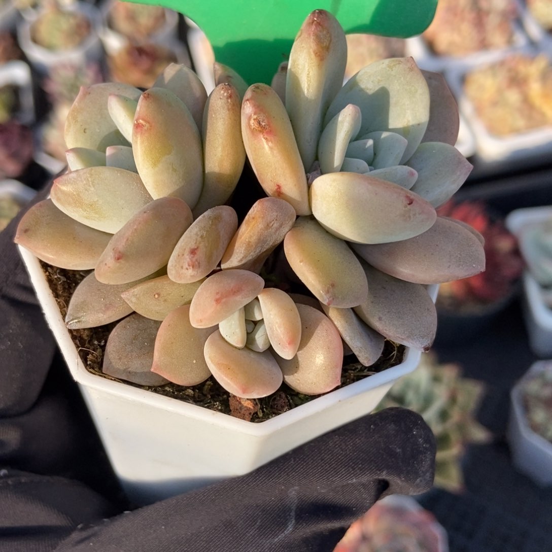 1637红茶多肉植物