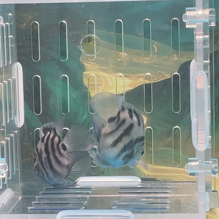 鹦鹉鱼立蛋体宝蓝一对20号单