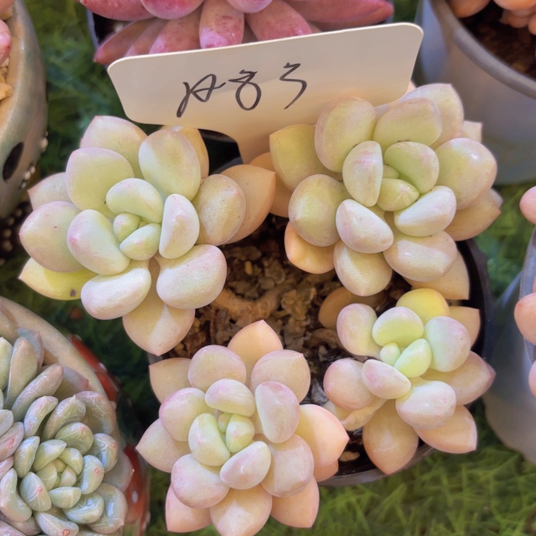 一****云南金致家精品多肉