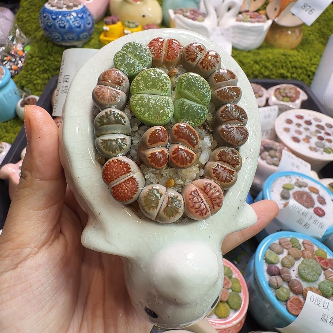 多肉植物福利冲880