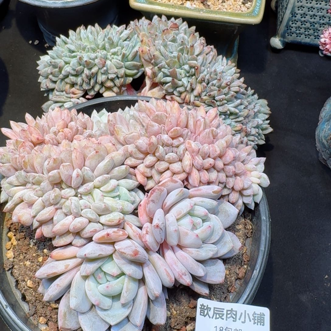 芒*多肉植物  932  橙梦露缀化