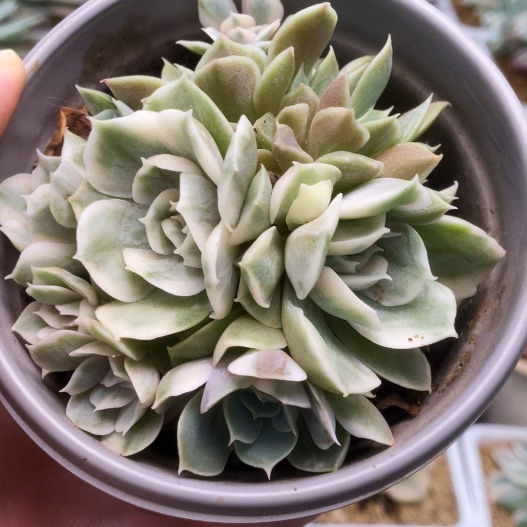 027昂丝诺锦锦锦锦锦锦