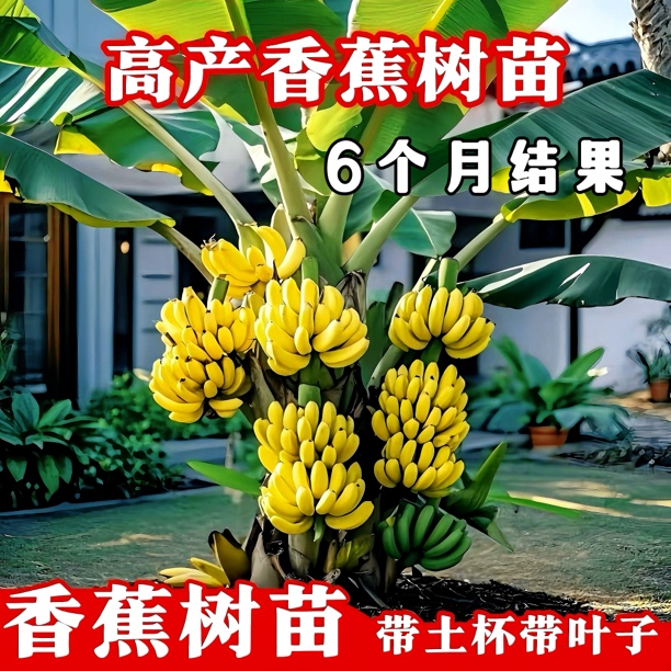 中蕉9号香蕉树苗当年结果矮化皇帝蕉粉蕉南方桂一香蕉苗四季盆栽