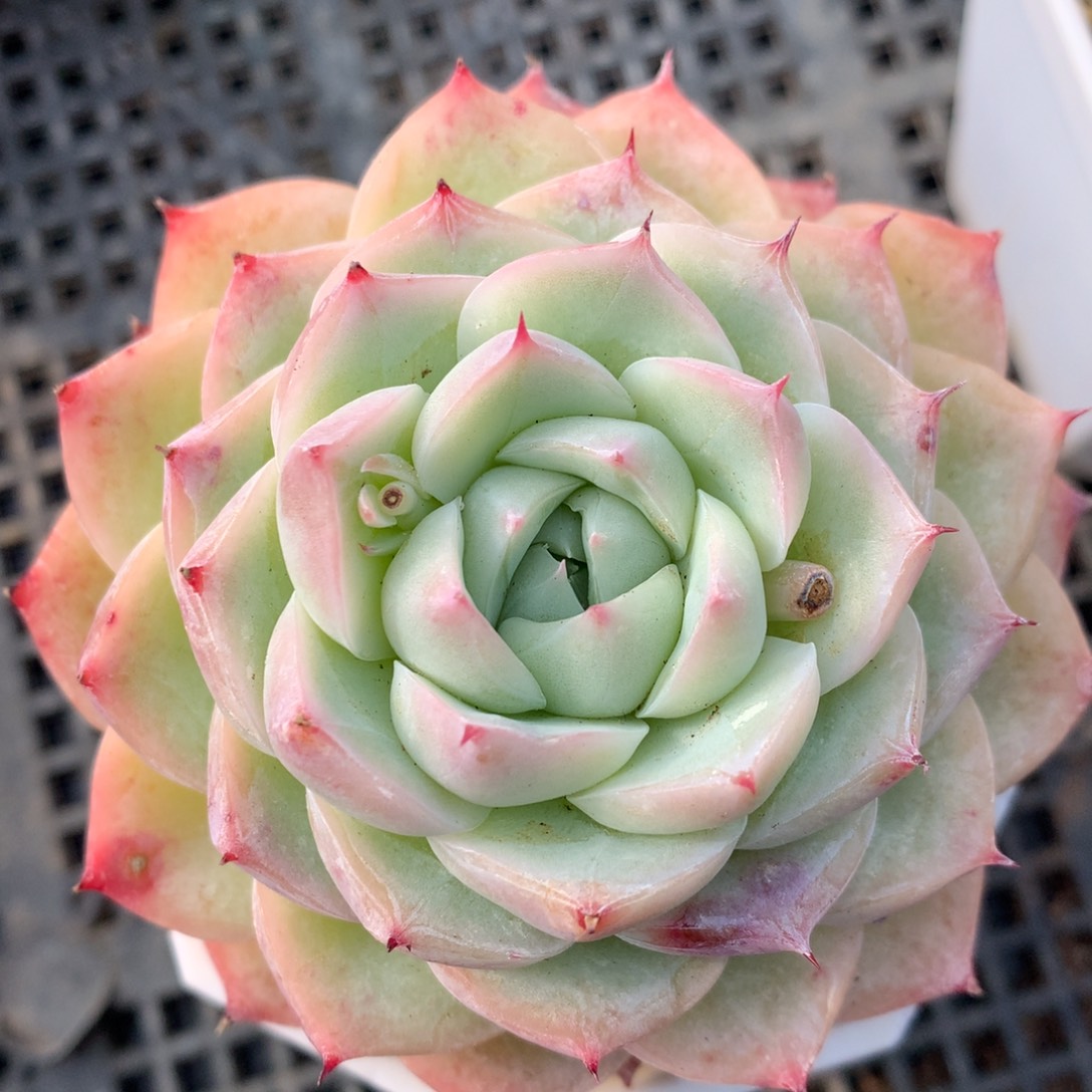 0203-39 粉水晶优选