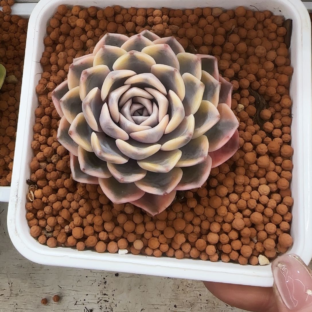 汉堡锦单头多肉植物