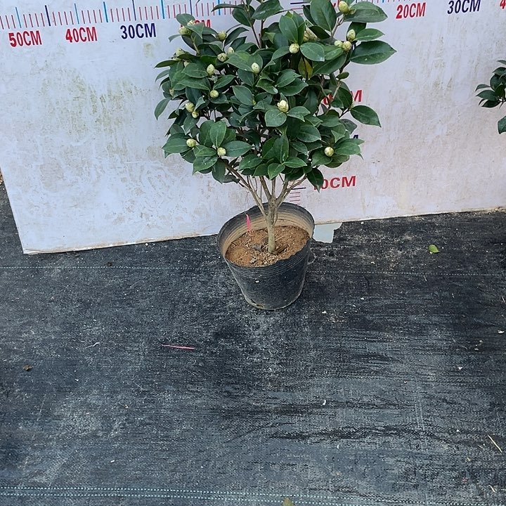 完全开放白五茶花