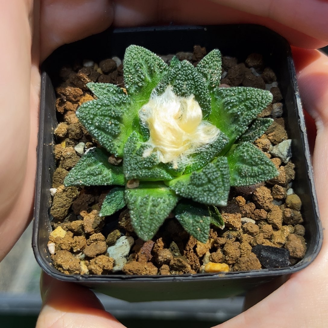 5.5cm实生好割尤螺旋辛盾
