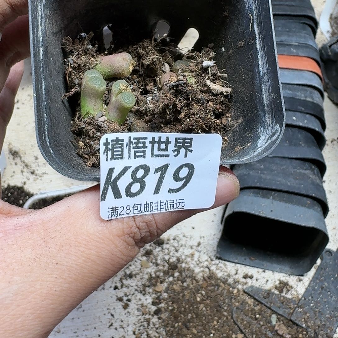 多肉植物的人生dvhb