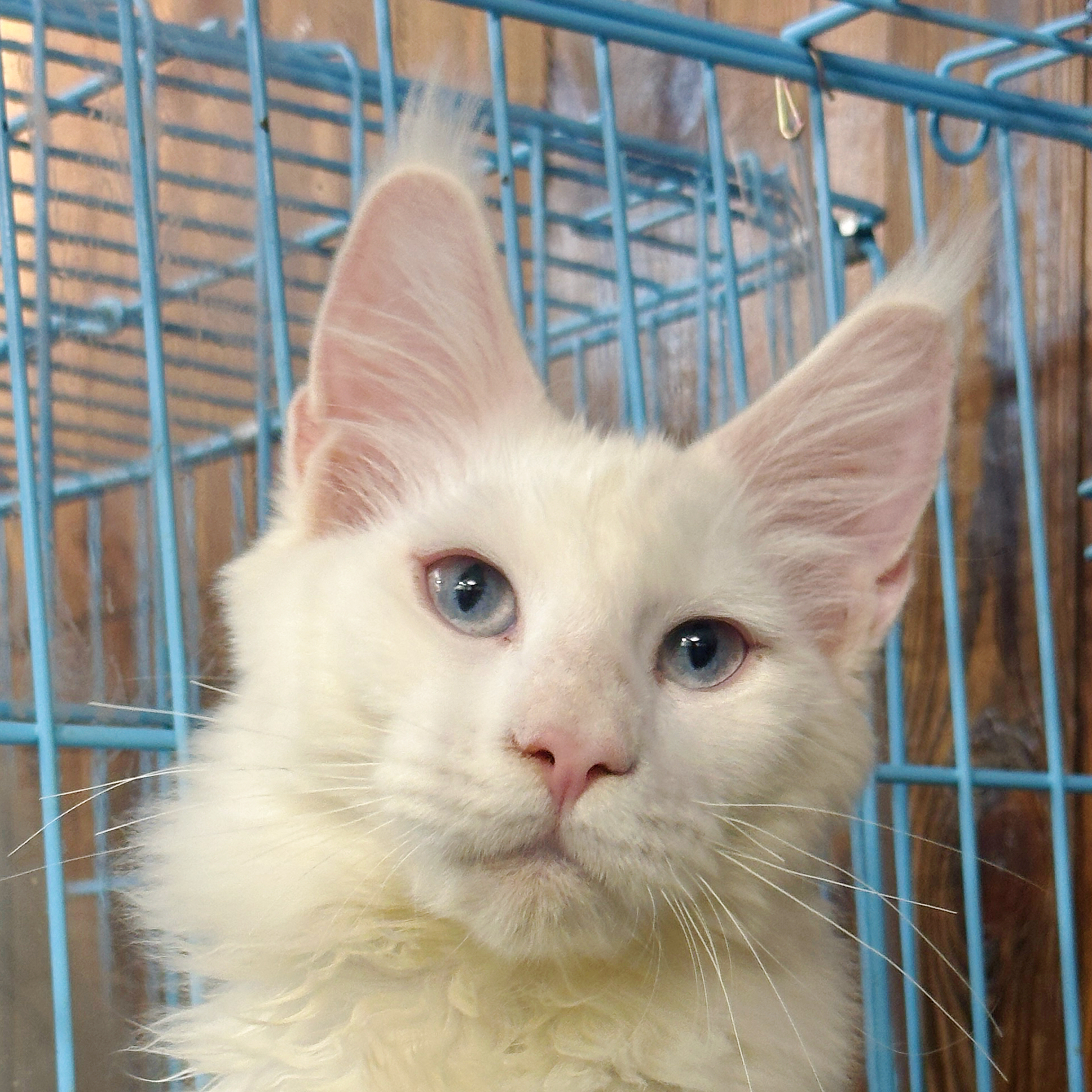 来了姊妹-纯白蓝眼缅因猫-弟弟-01