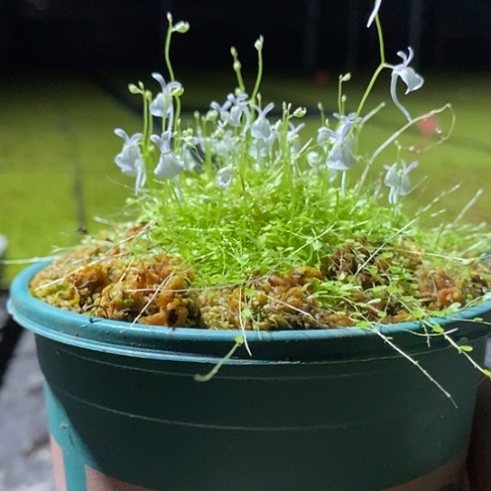 完全开放小白兔加仑盆超级多花