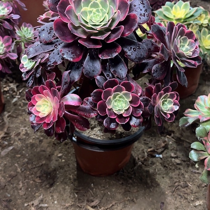 多肉植物金丝雀121