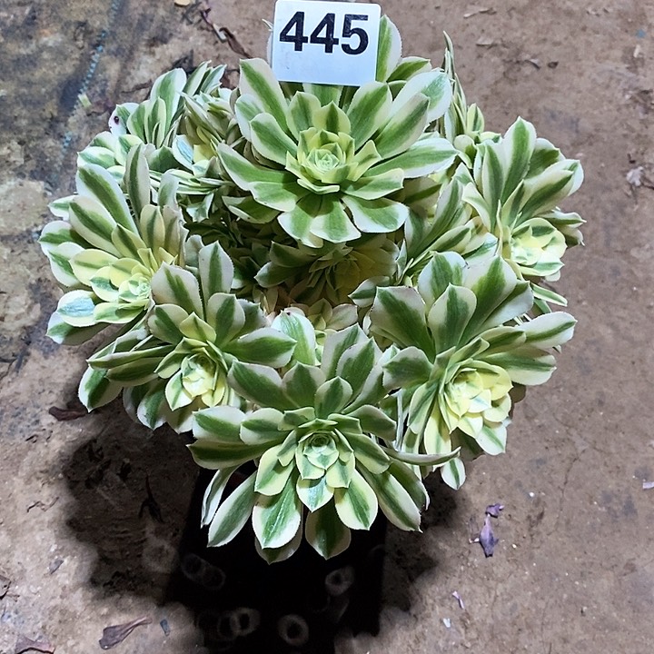 法师植物12345678