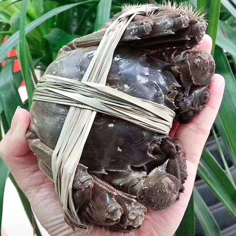 【活蟹-自己大公蟹】精品大公蟹5两/只-8大只（每只少2-4条腿介意勿拍）