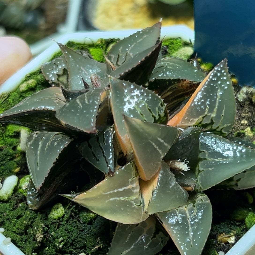 恭喜发财大吉大利0339