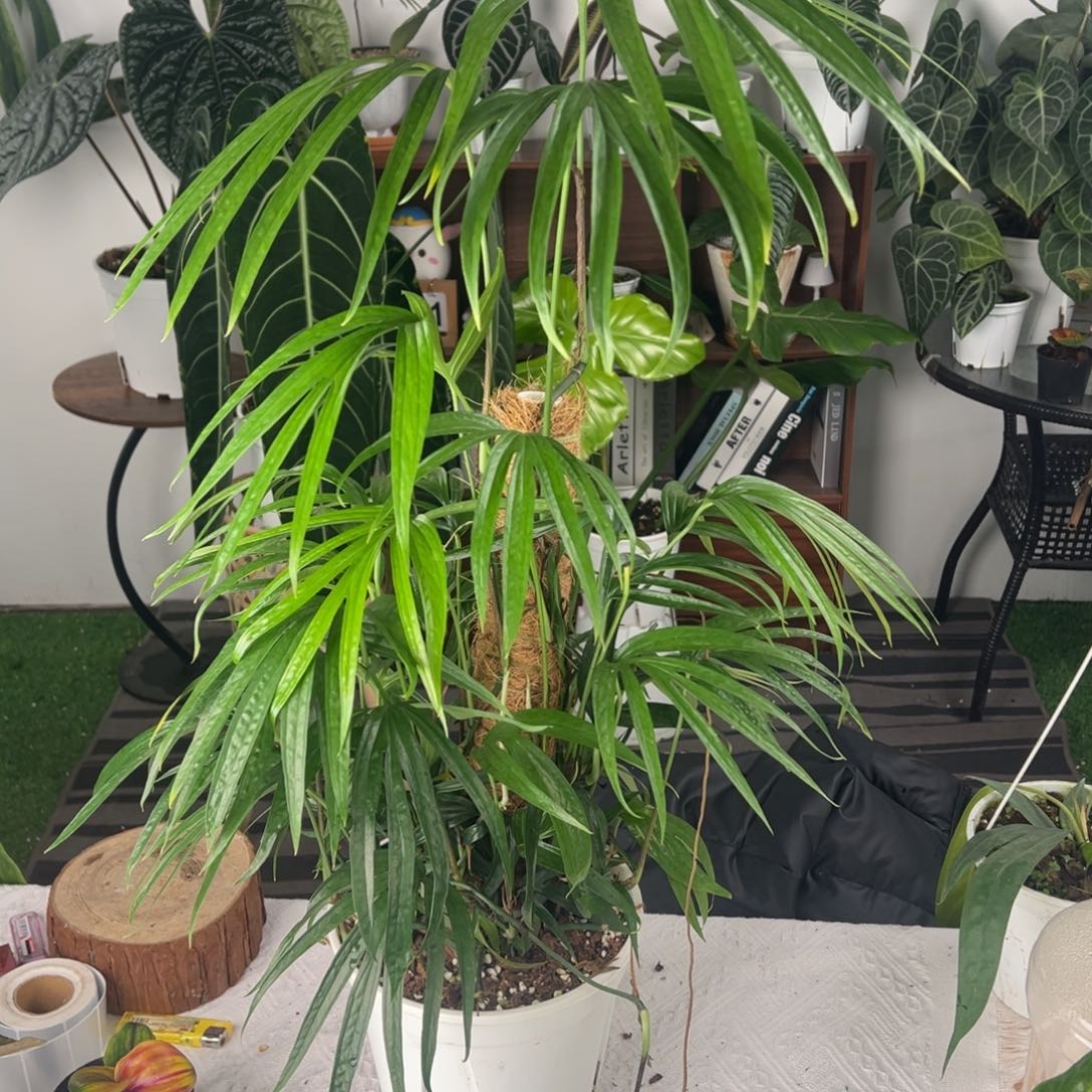 完全开放多株上柱齐氏雷公莲鸡爪