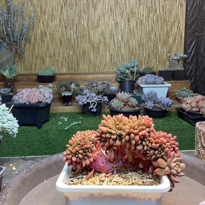 旻***子265号香奈儿多肉植物