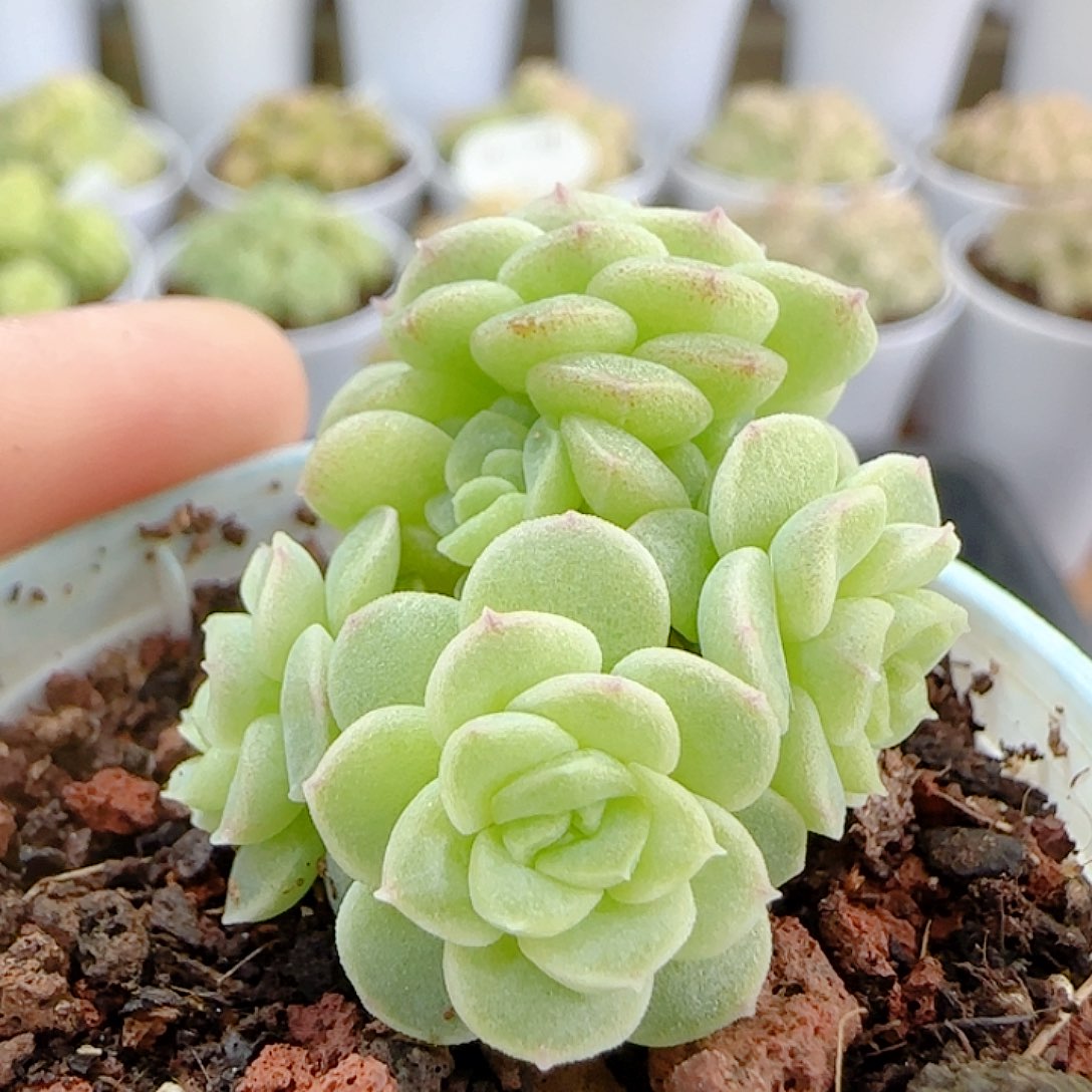 1113-60（优选麦杆）