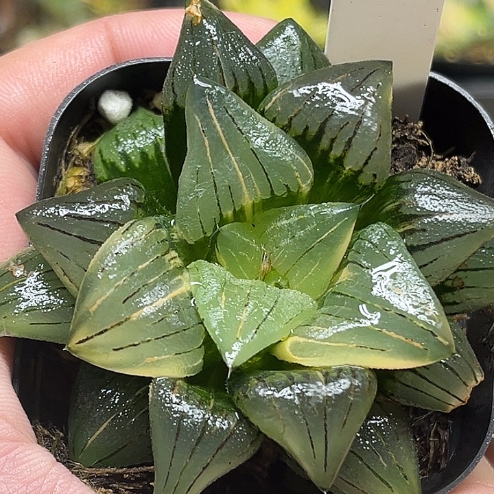 408大窗丸叶红纹寿锦