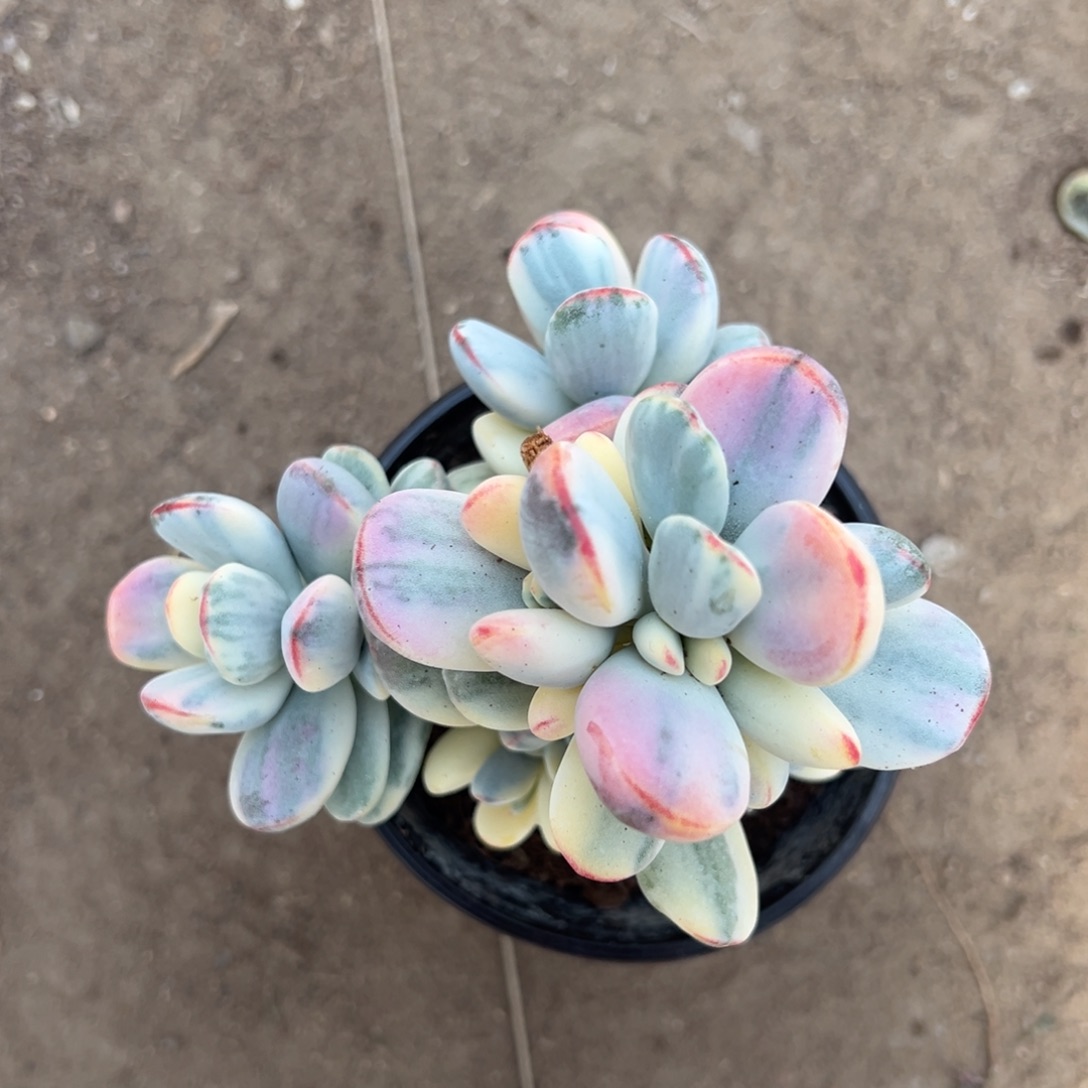 多肉乒乓福娘锦2433号