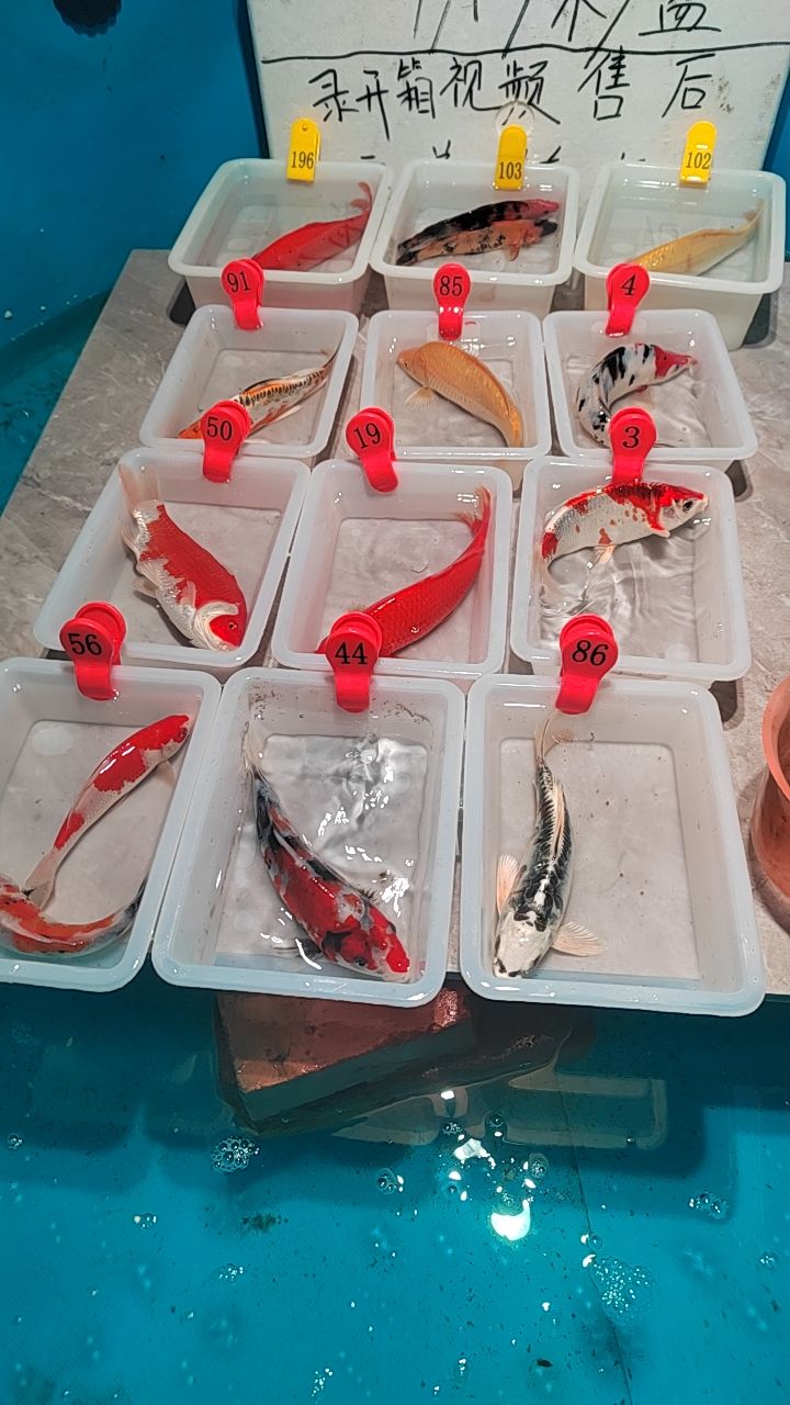 直播间锦鲤草金1到100号拍