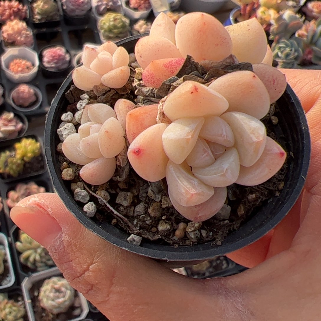 084 满38包邮一物一拍