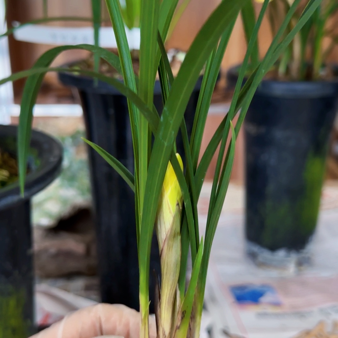 踏***山完全开放春兰黄梅