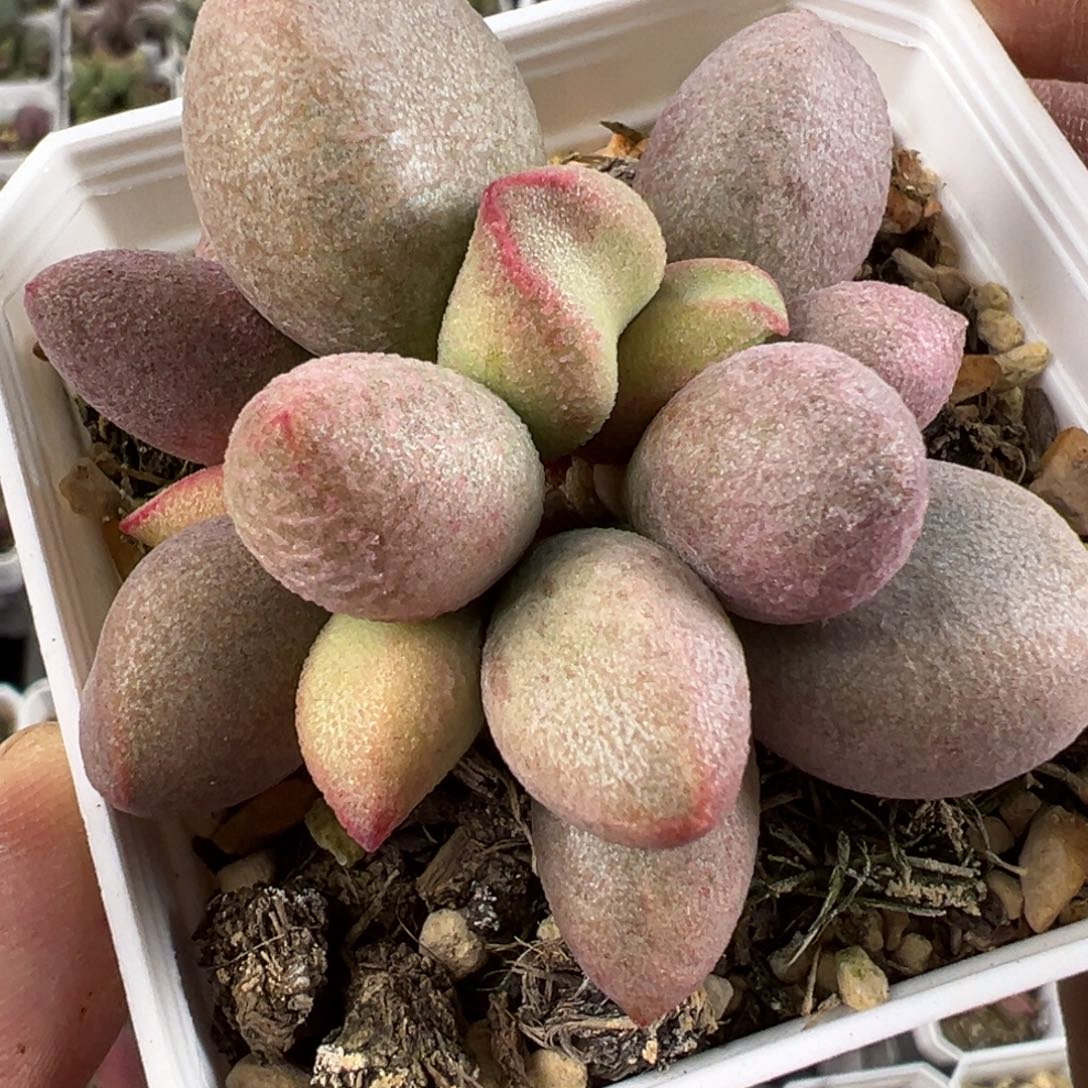 实生新品多肉植物水泡