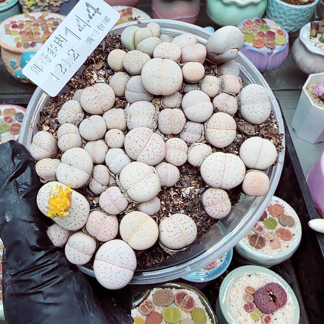 生石花满18包邮1212-144