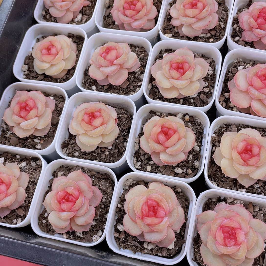 591号 蜜桃甜心珍妮单头一个