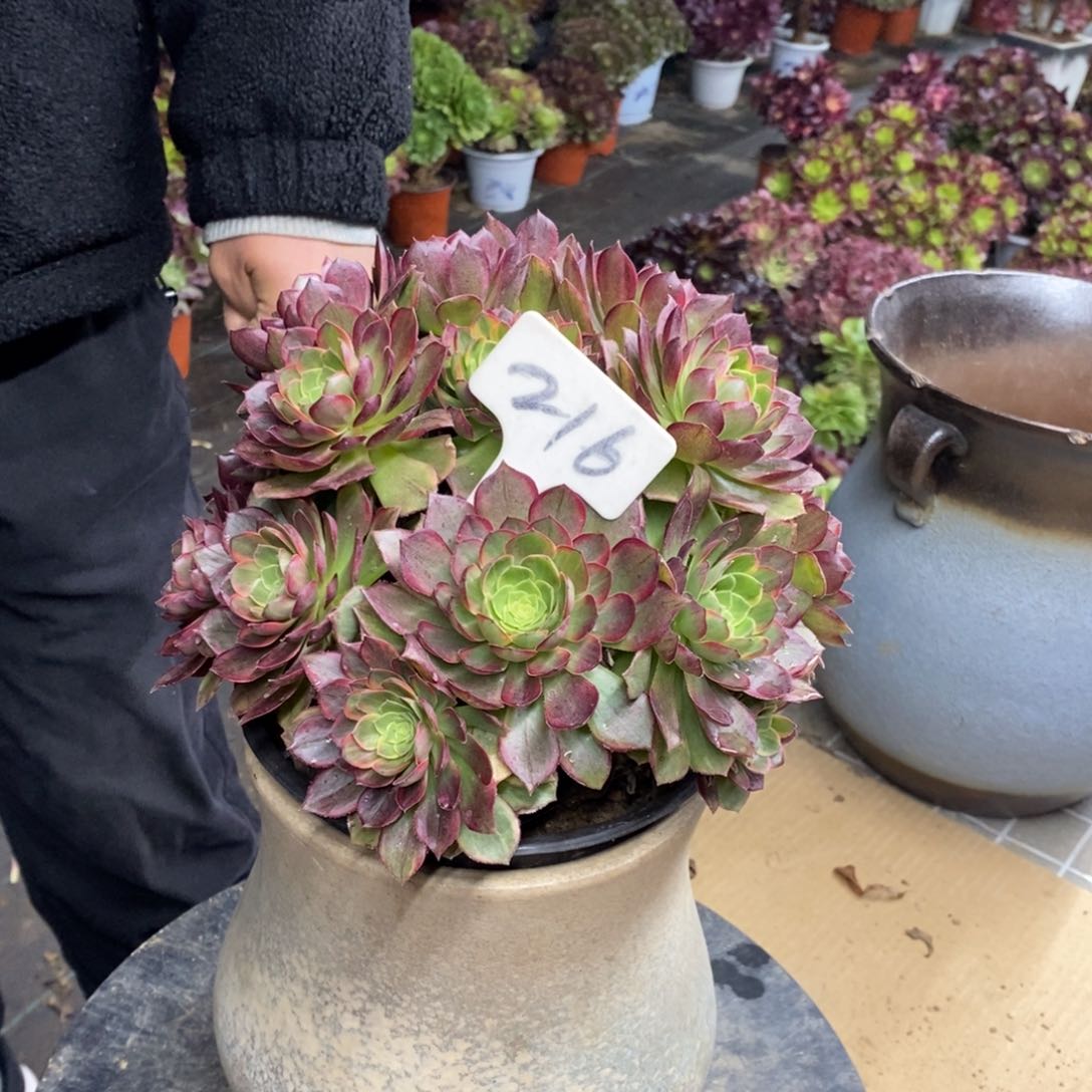 红陶216万圣节黄锦