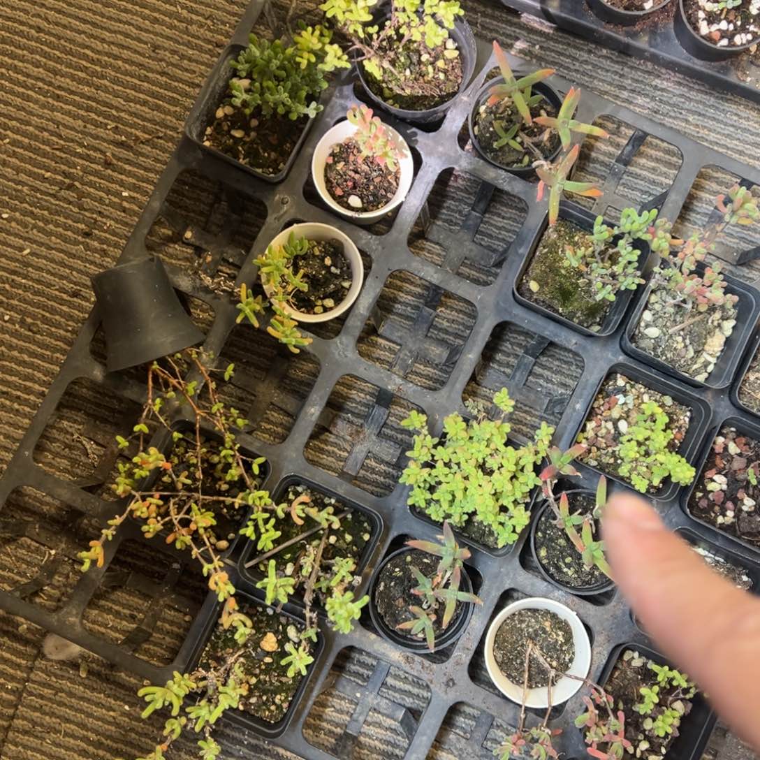 1元福利老桩枝干精品