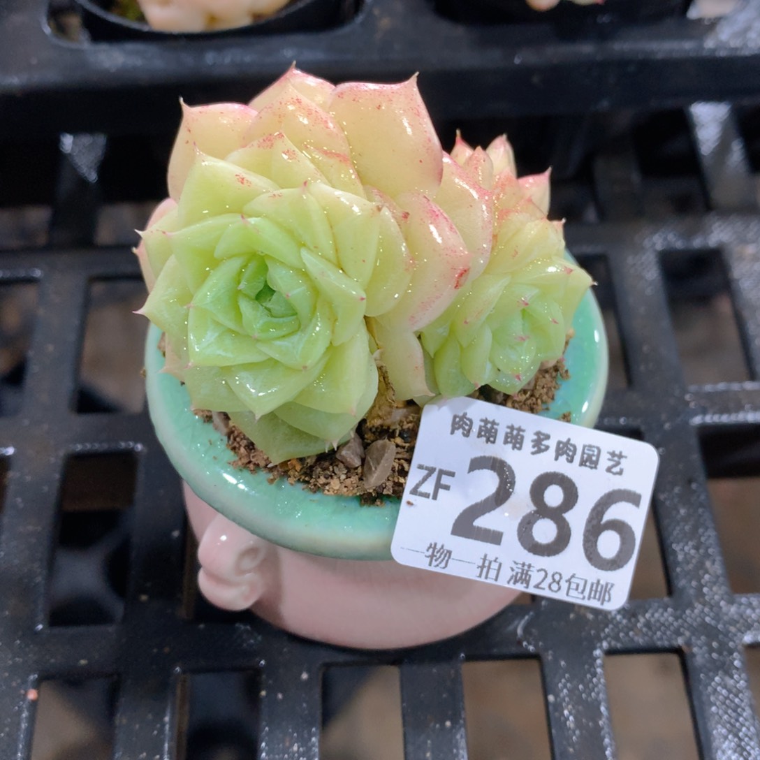 肉萌萌拇指盆精控多肉ZF286