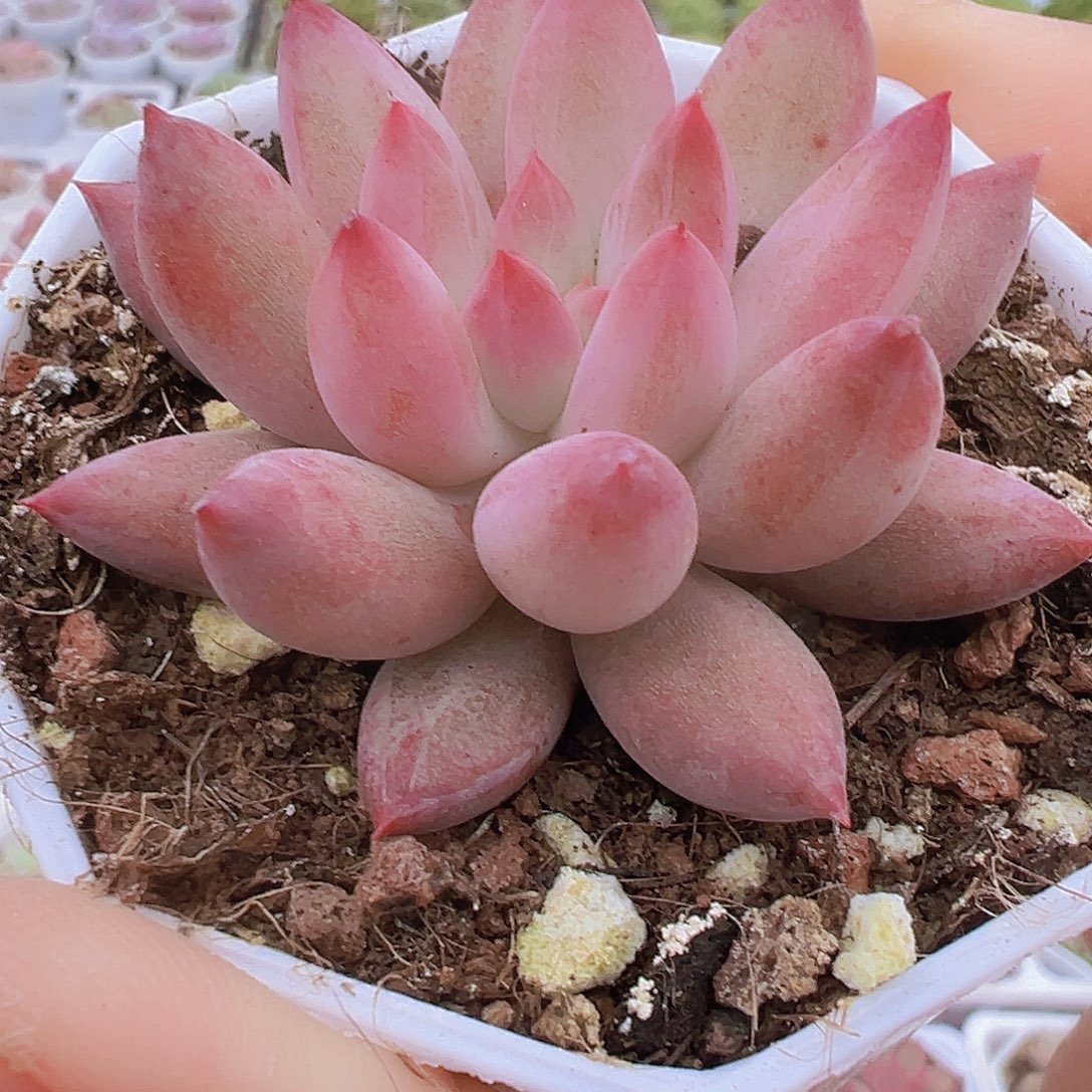 正版虞美人19包邮多肉植物