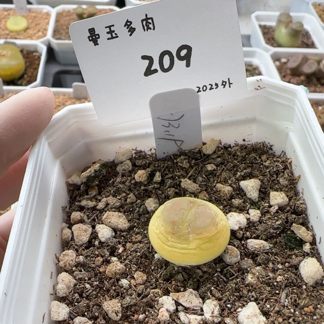 多肉多肉多肉2025-209拉登1.9cm