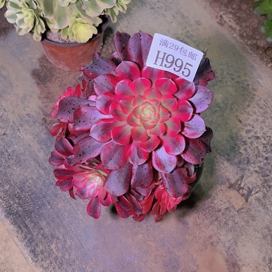 995美杜莎多肉植物