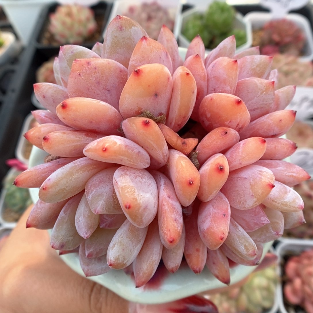 橙梦露群生可拍。   