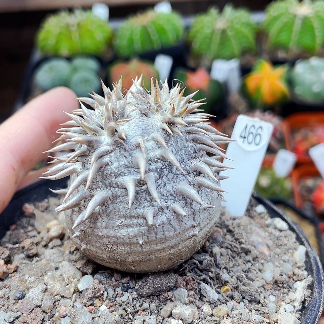 大黑非偏远地区满25包邮仙人球