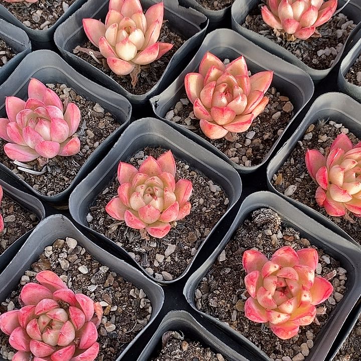 160梦幻女王 单头福利多多