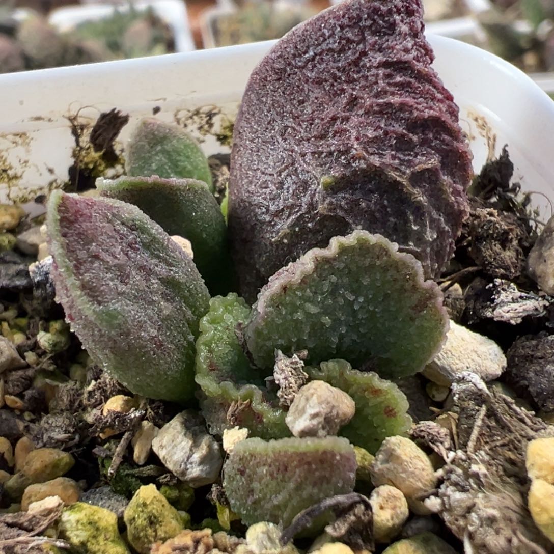 火凤凰大苗多肉植物