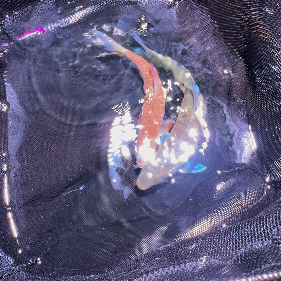 吉罗鱼保山和ba拉22.5和27