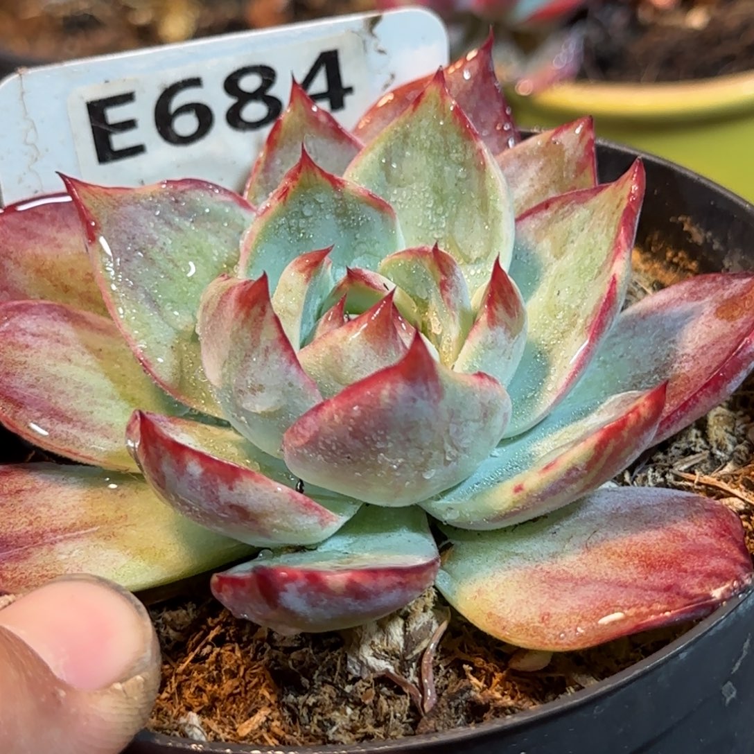 外翻拉丝惊鸿一物一拍包装收缩花旱684