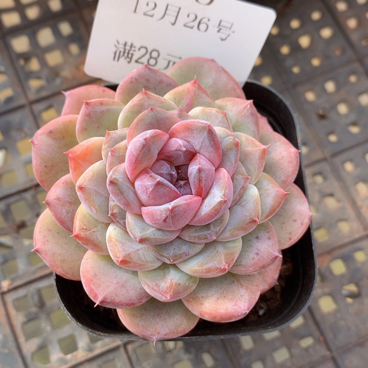 【闪购商品】云40号