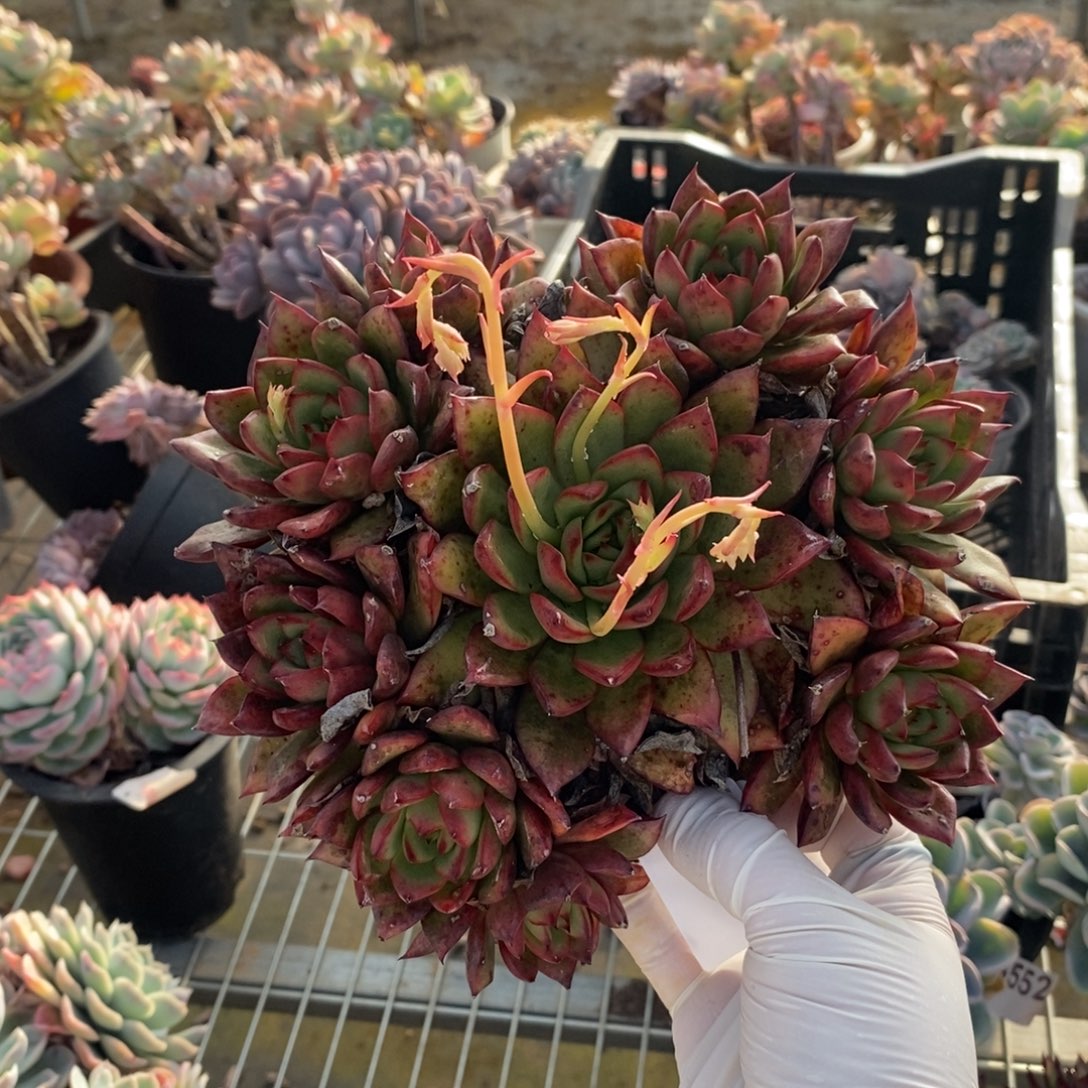 081不知名一物一拍